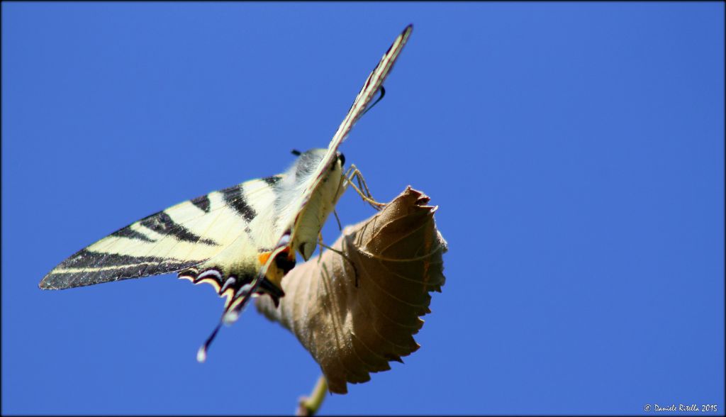 Iphiclides podalirius? Sesso? Forse  un maschio?